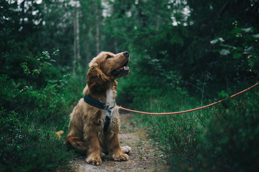 Owning a pet sustainably